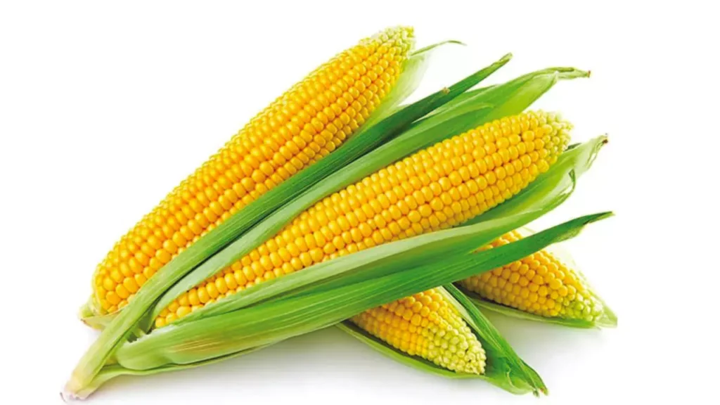 Maize