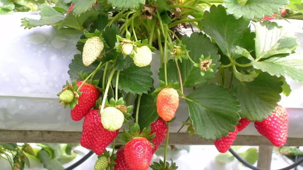 Strawberry In Hindi