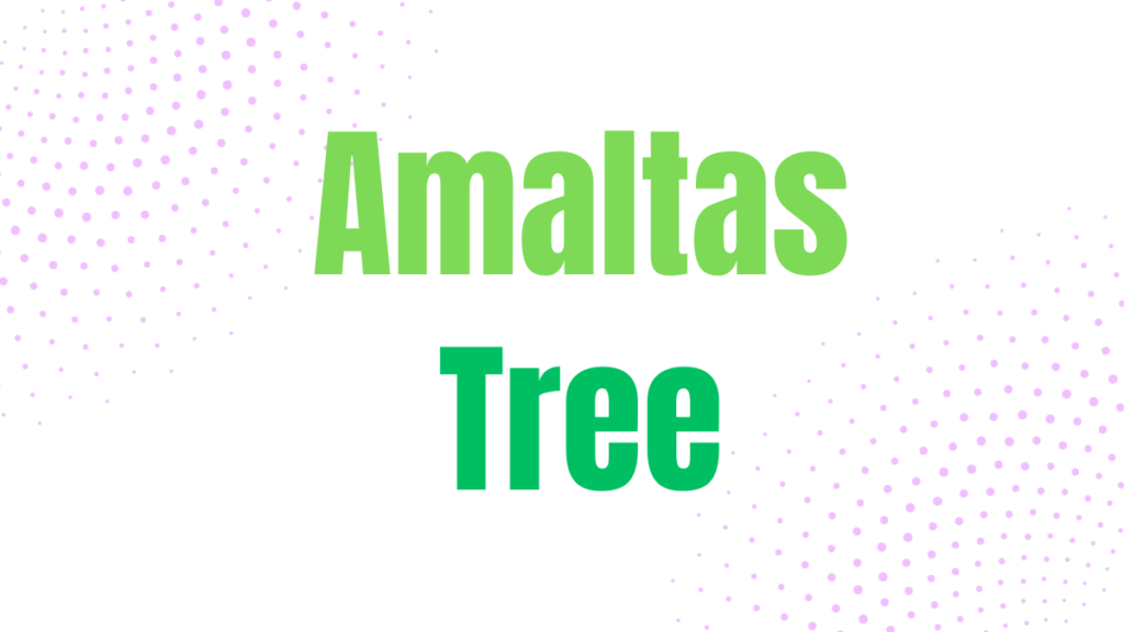 Amaltas Tree