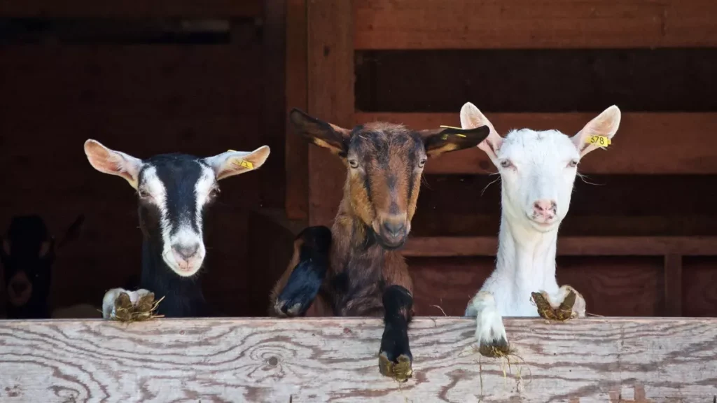 Goat Farming in Maharashtra