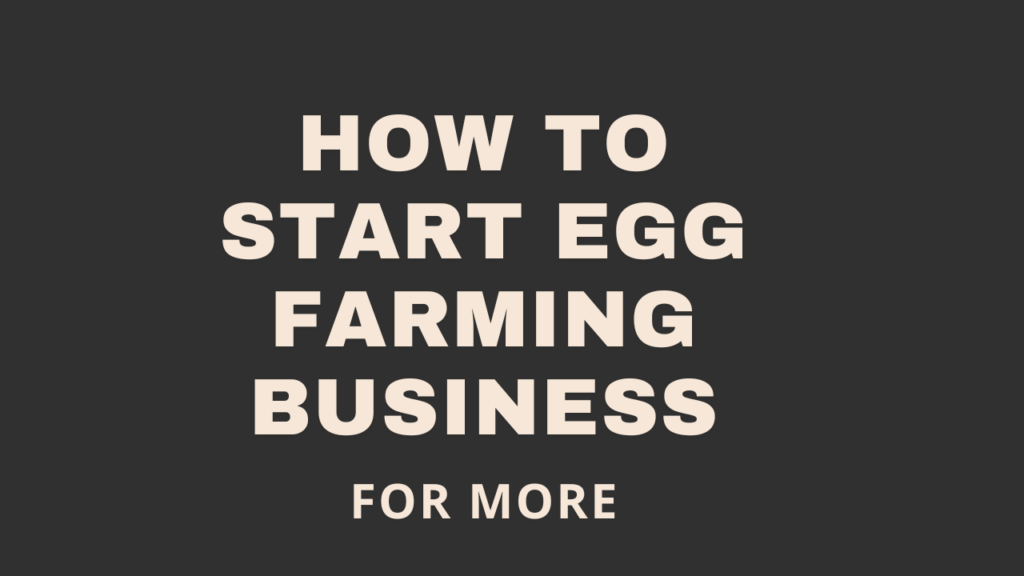 How To Start Egg Farming Business