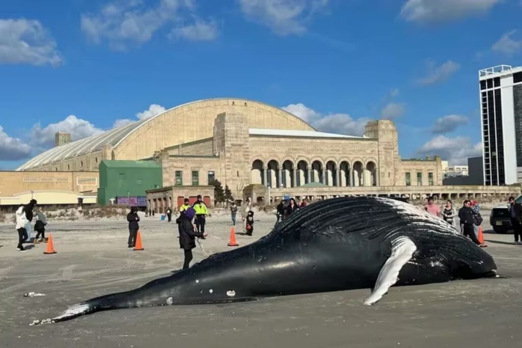 Atlantic City Humpback Whale