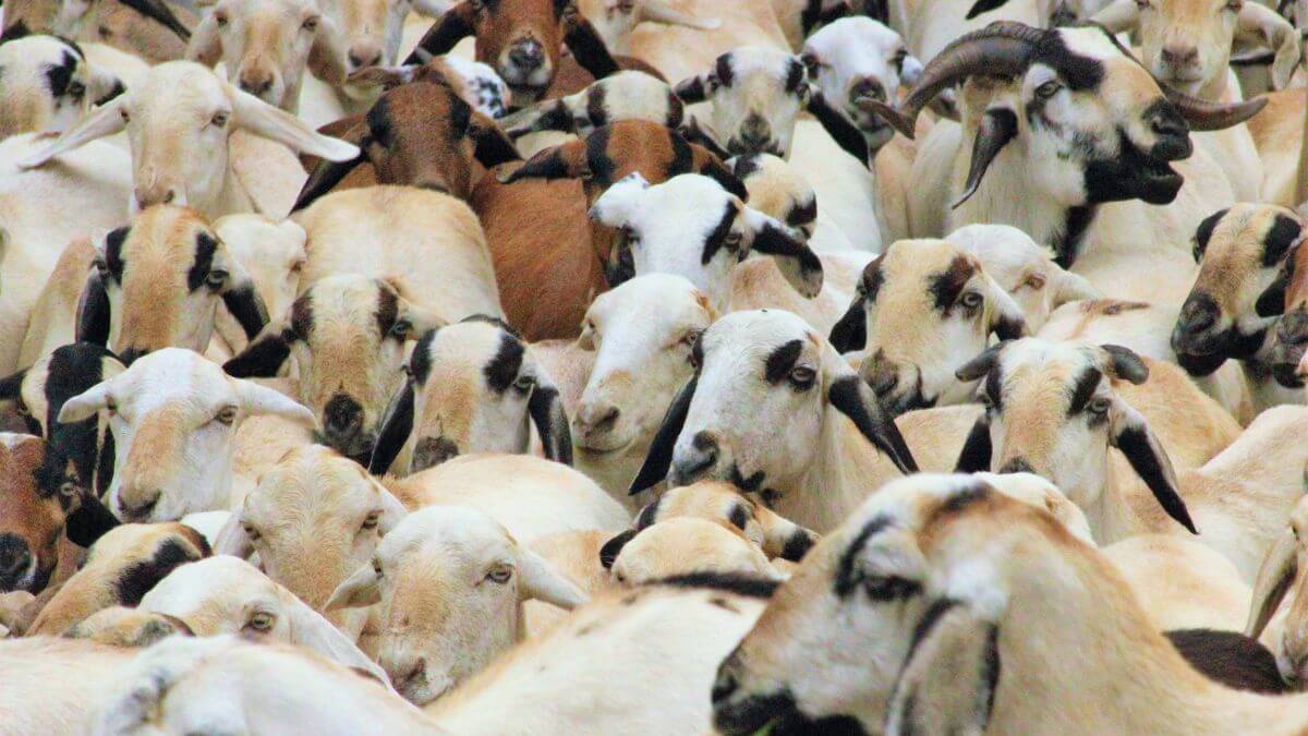 Loan For Goat Farming In Rajasthan