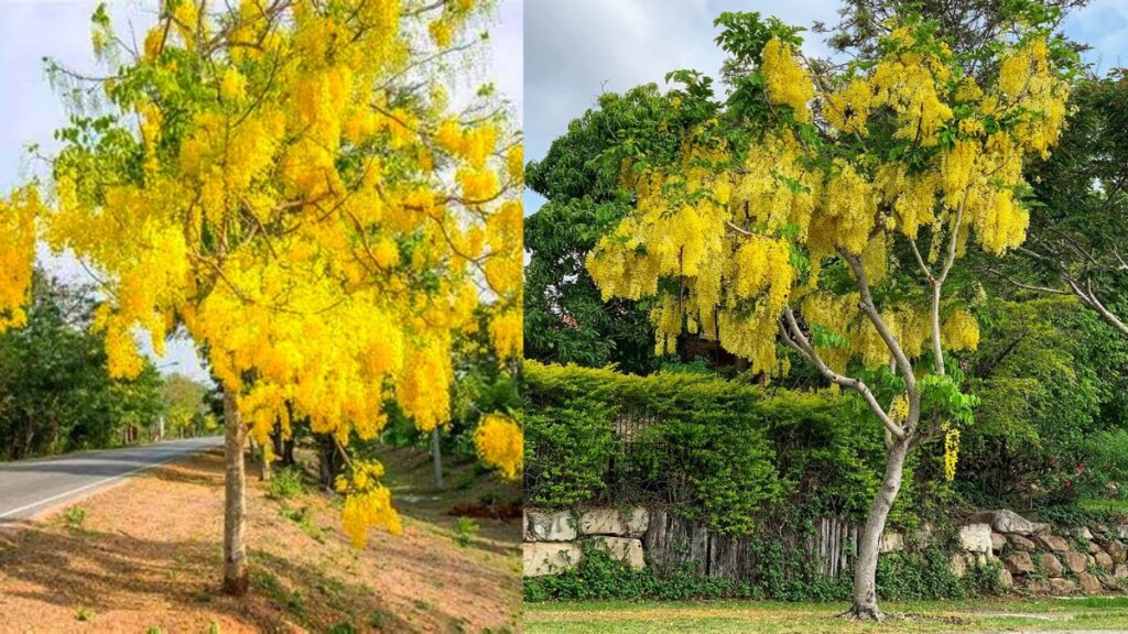 Amaltas Plant Online