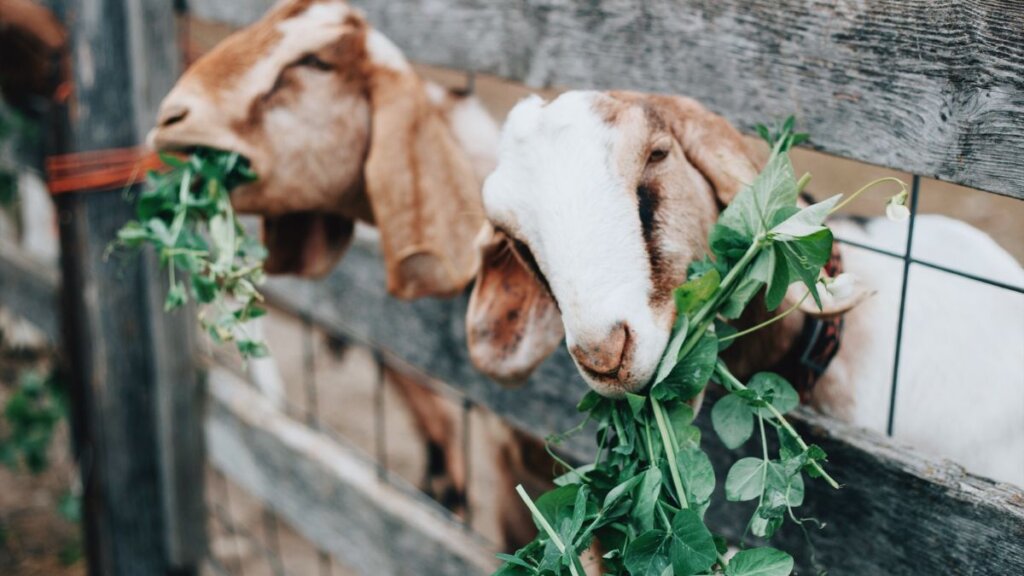 Subsidy For Goat Farming In Rajasthan