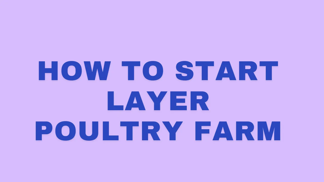 How To Start Layer Poultry Farm