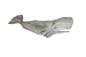 Gray Whales Nantucket