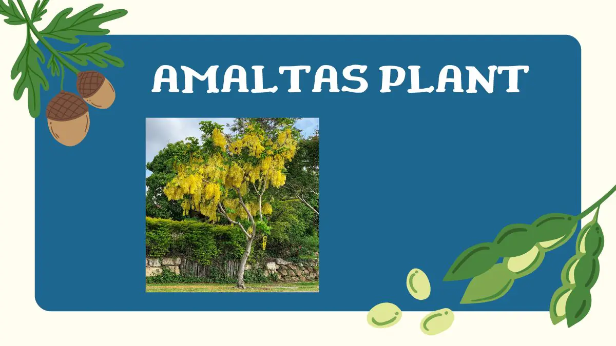 Amaltas Plant In Pot